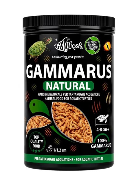 Gammarus