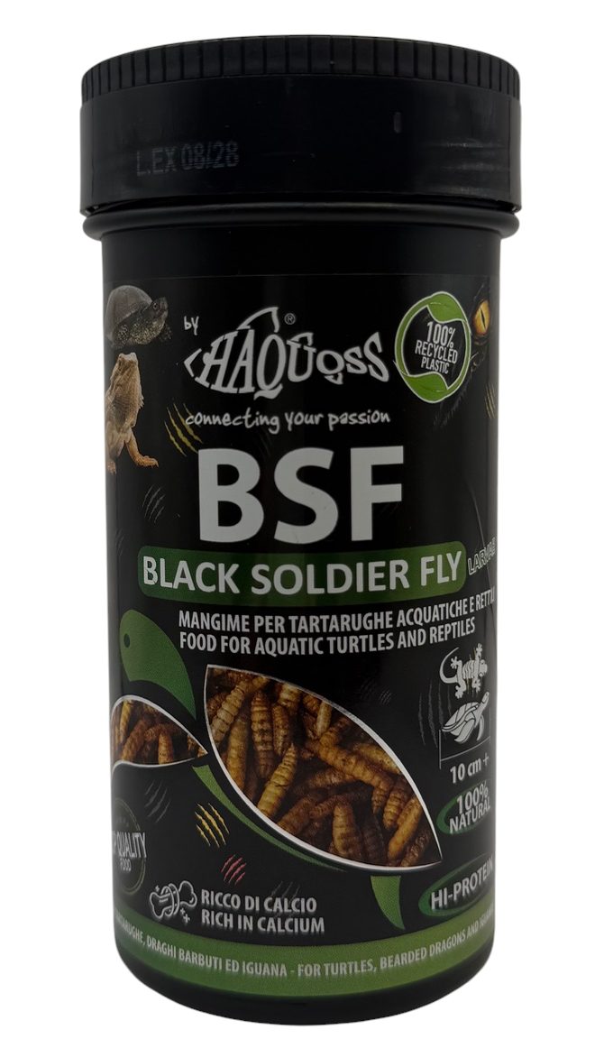 Black Soldier Fly