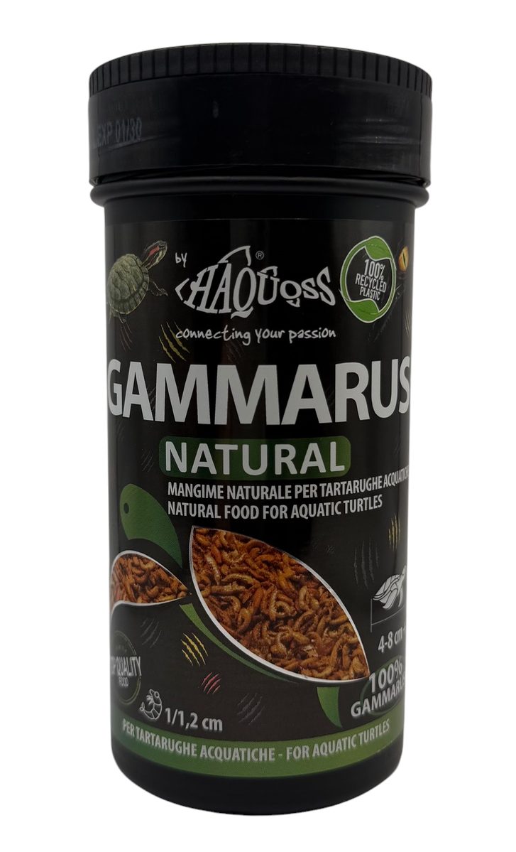 Gammarus