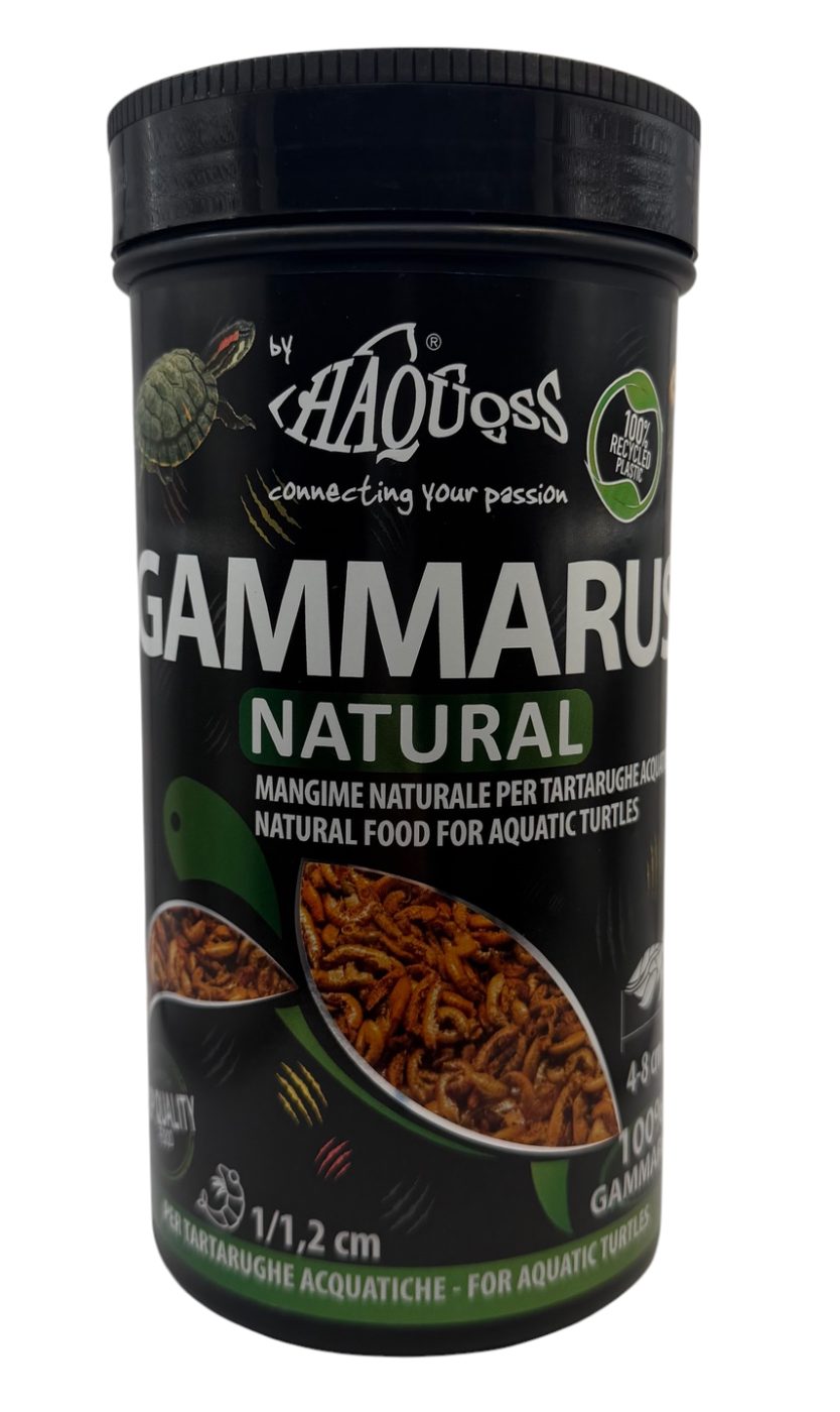 Gammarus