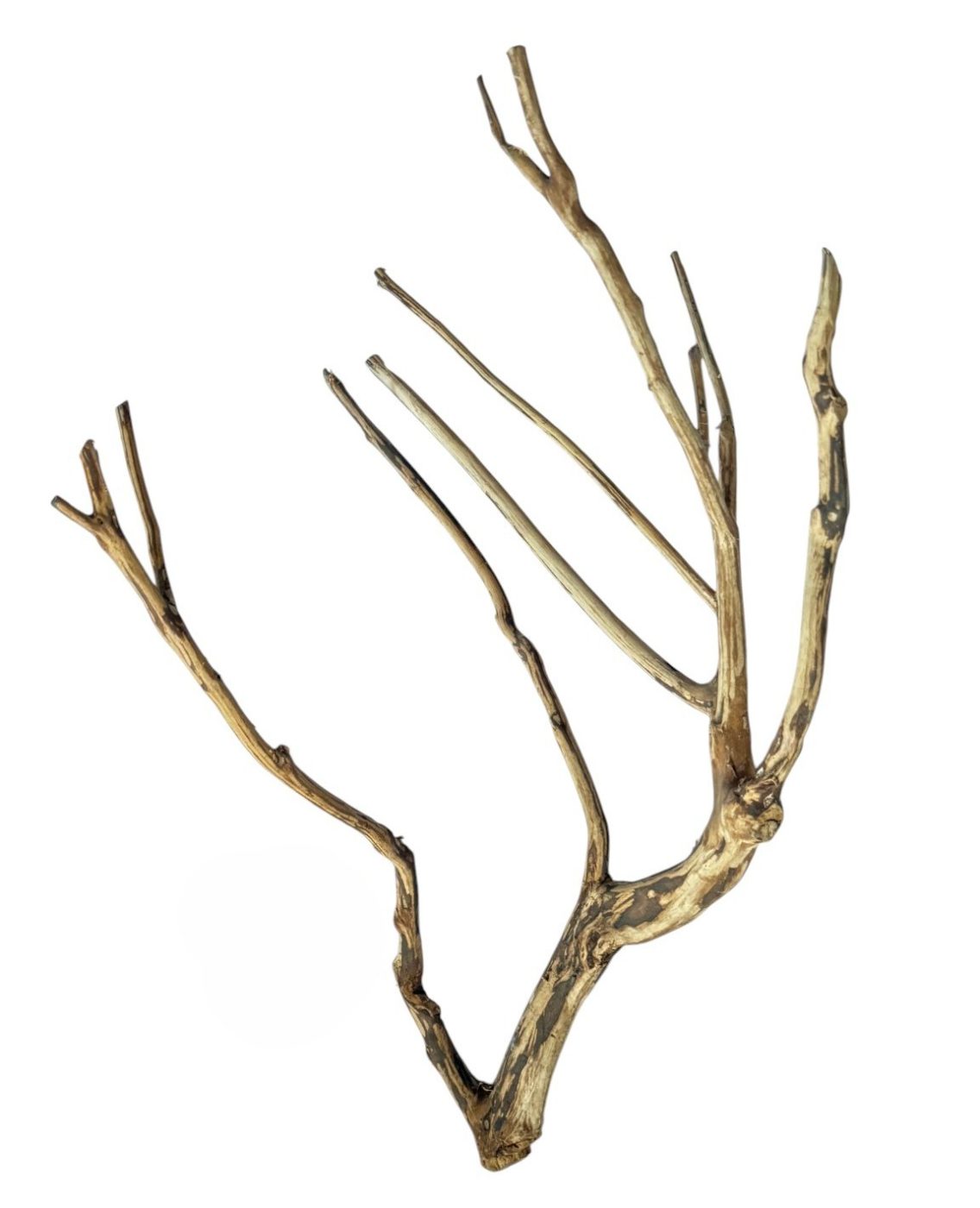 Habistat Tea Tree Branch