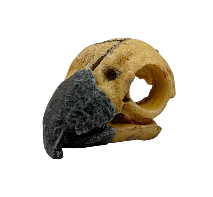 Skullmini Assorted