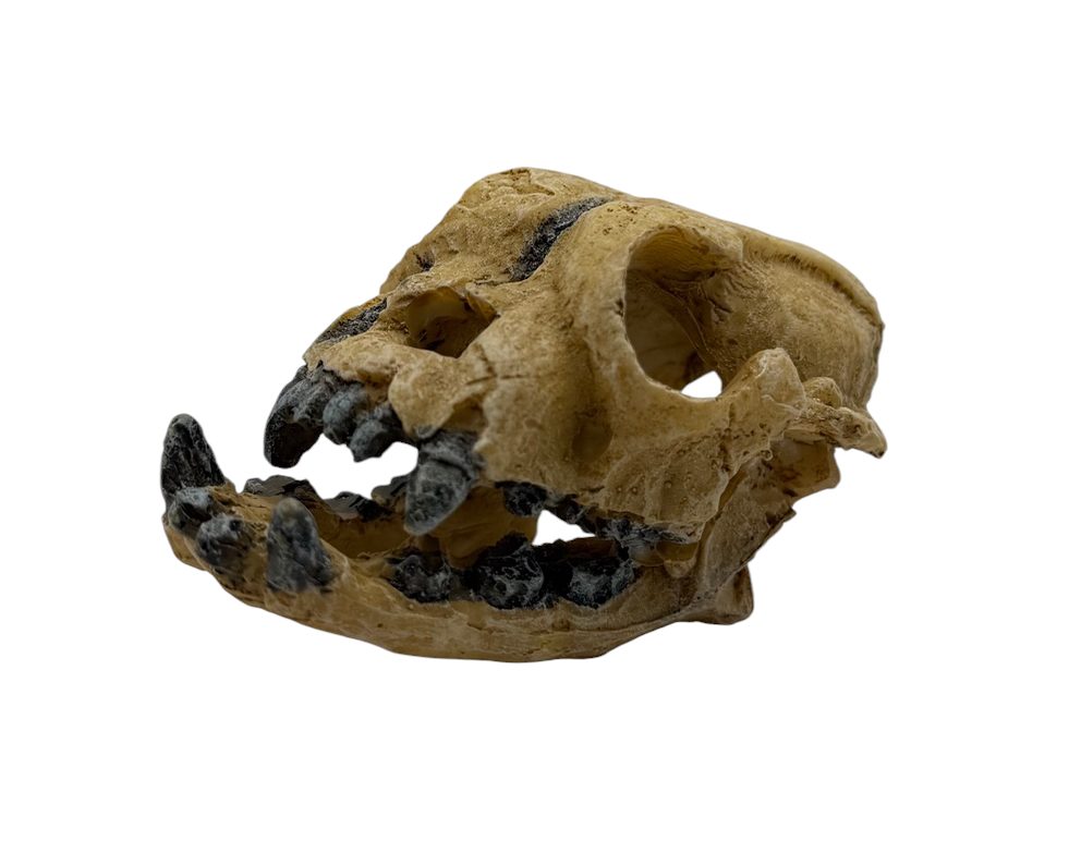 Skullmini Assorted