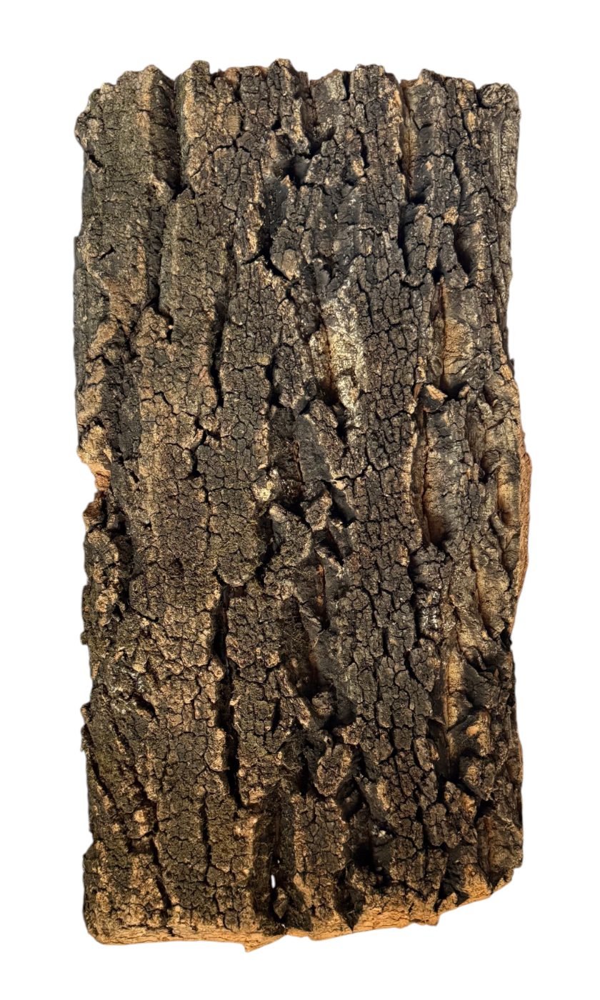 Turtle Bark