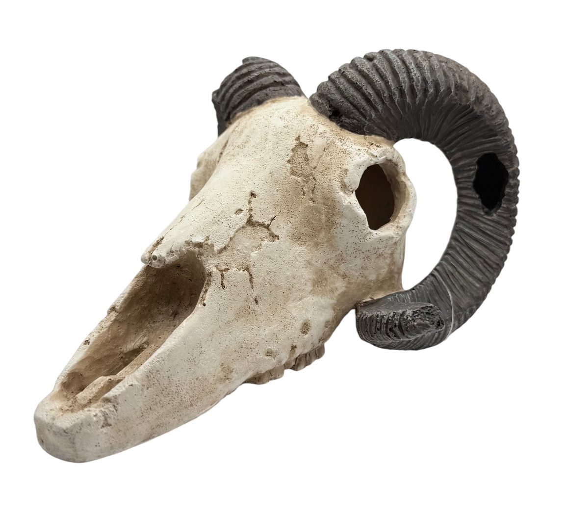 Goat Skull Decor