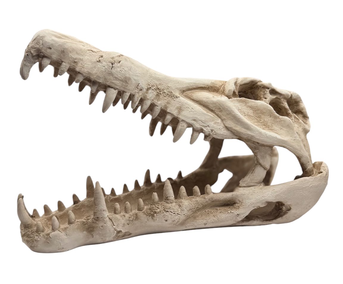 Crocodile Skull