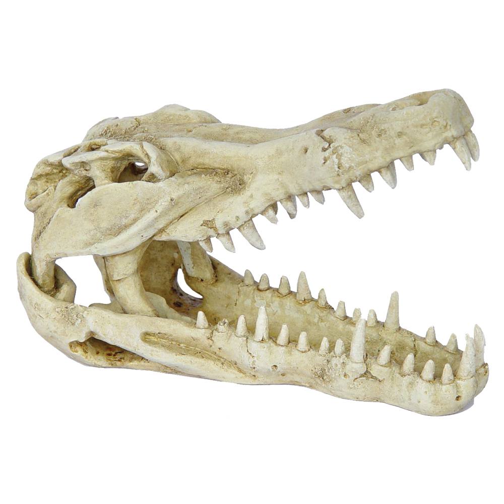 Crocodile Skull