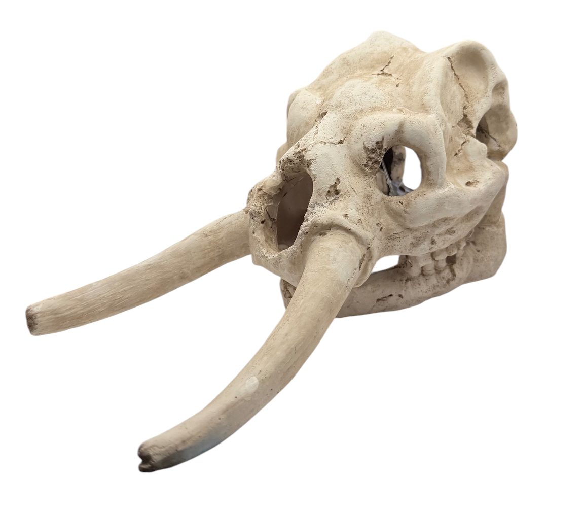 Elephant Skull Decor