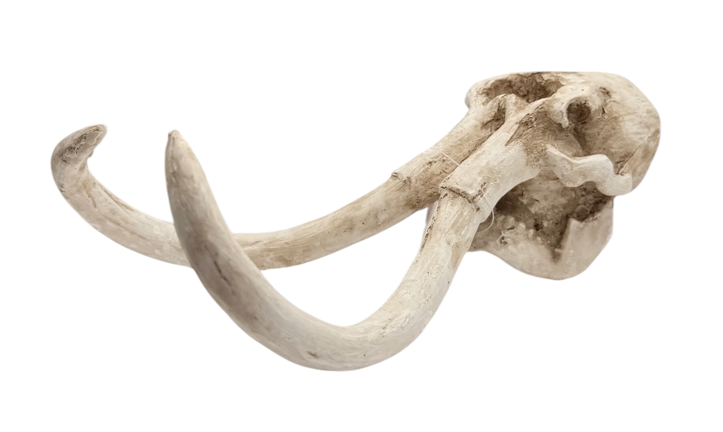 Mammoth Skull Decor