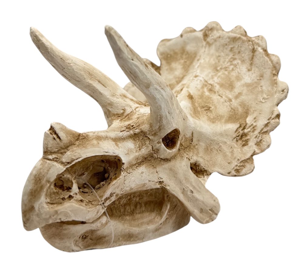 Triceratops Dinosaur Skull Decor