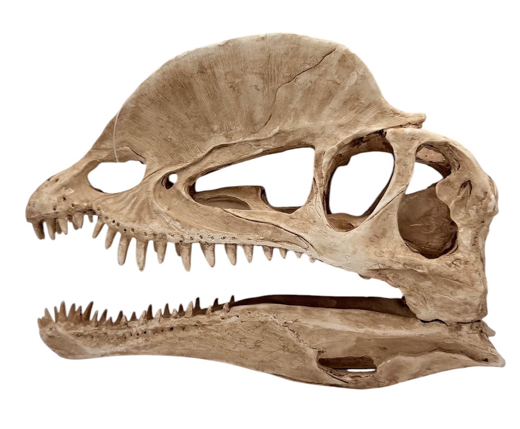 Dilophosaurus Dinosaur Skull Decor