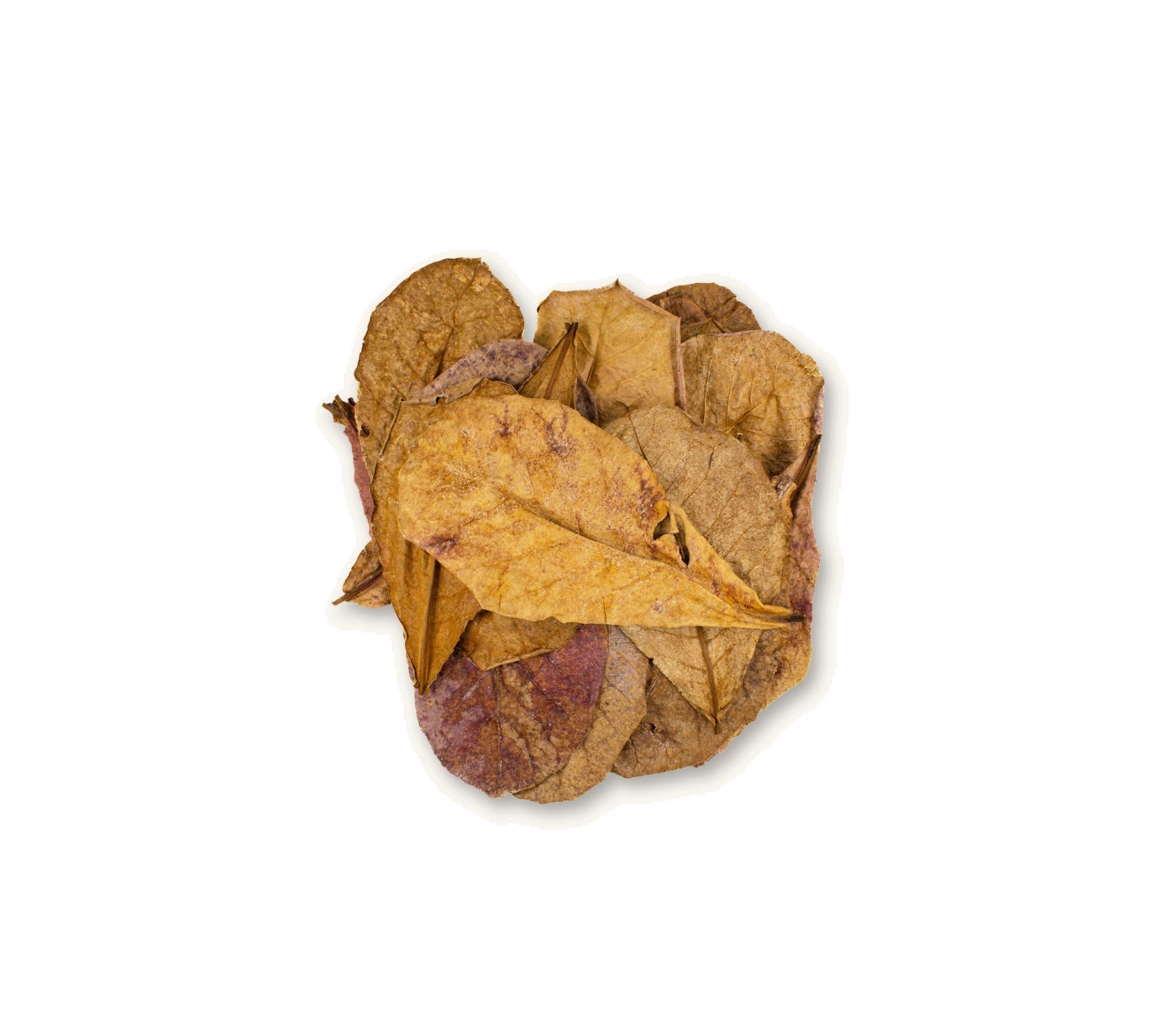 CATAPPA LEAVES