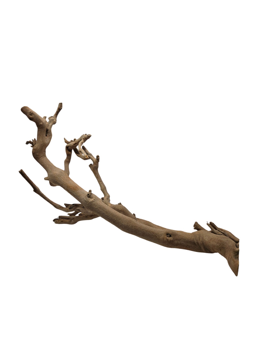 Exo Terra Forest Branch Small