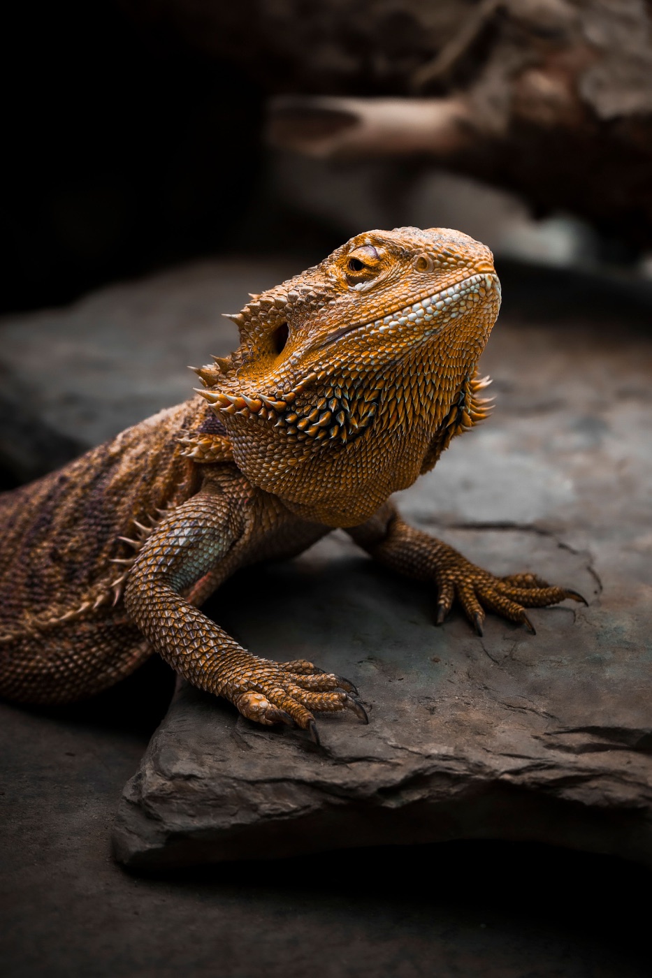 Bearded Dragon Care Guide