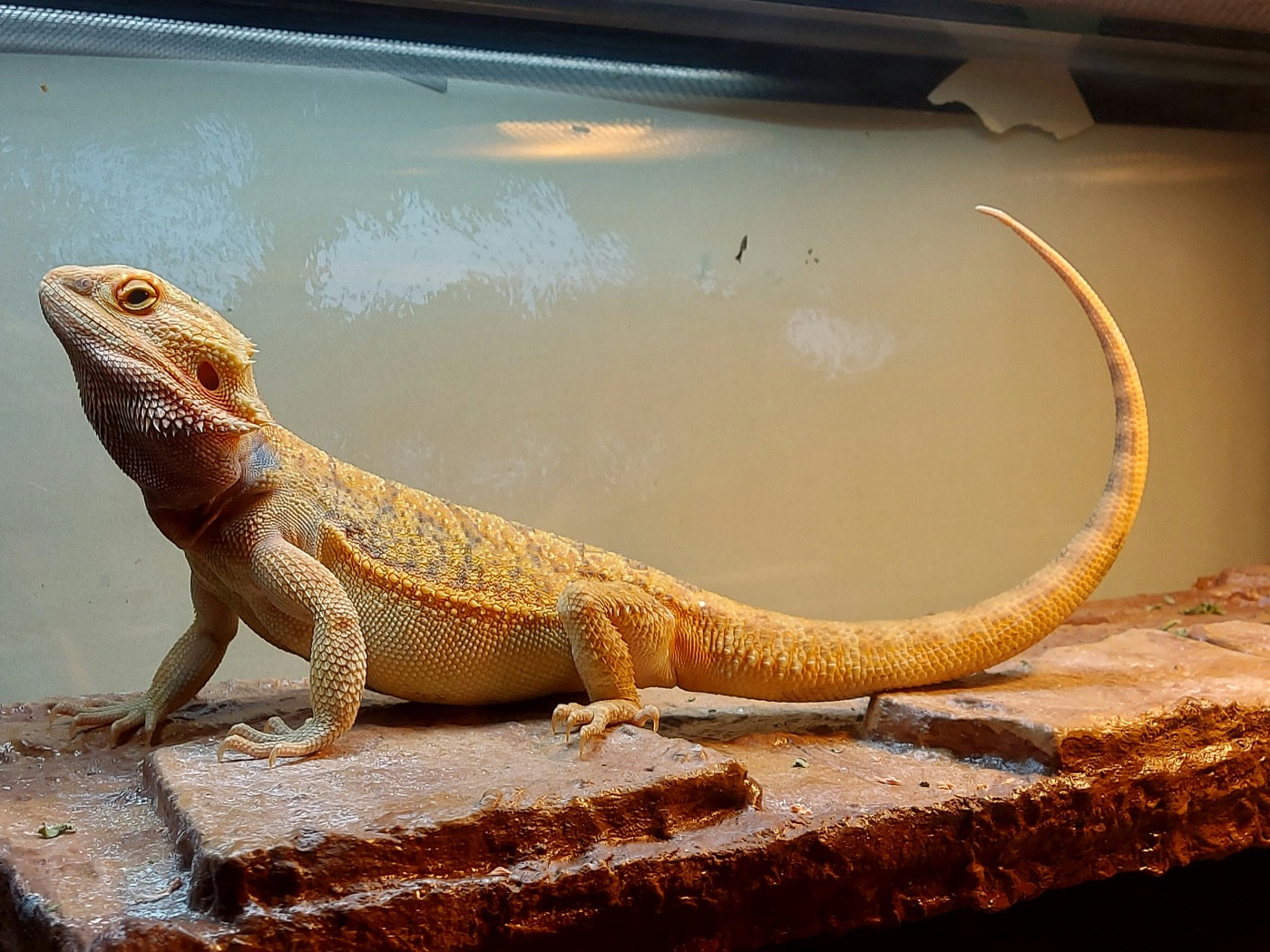 Bearded Dragon Care Guide