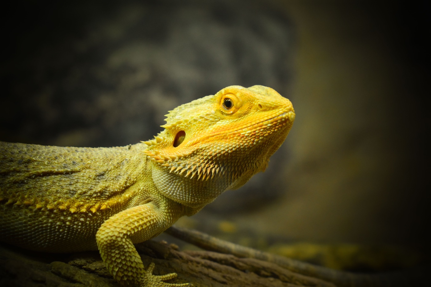 Bearded Dragon Care Guide