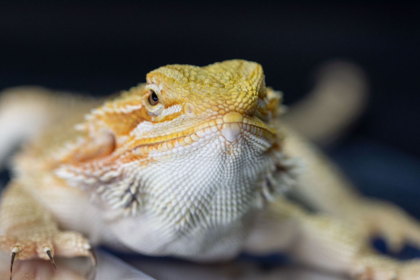 Bearded Dragon Care Guide