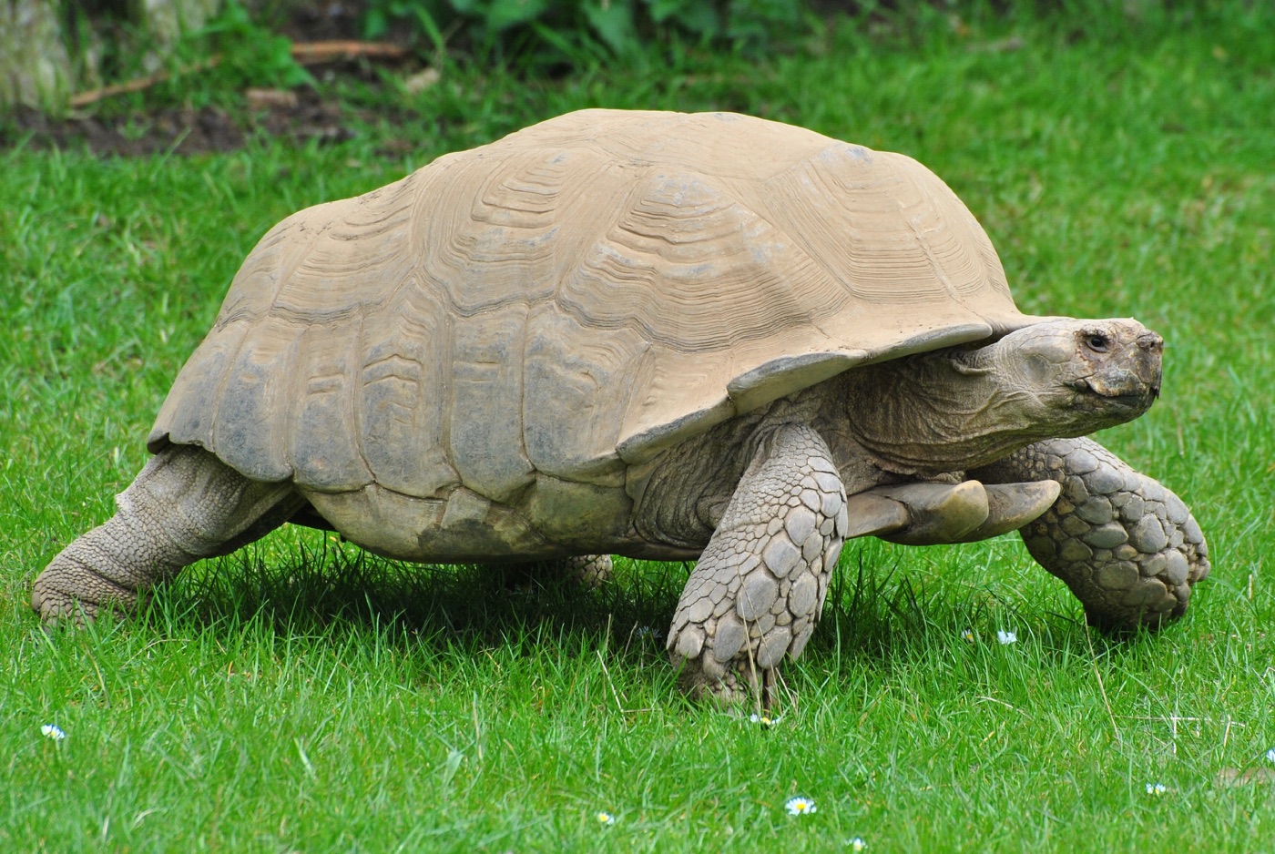 Sulcata Tortoise Guide