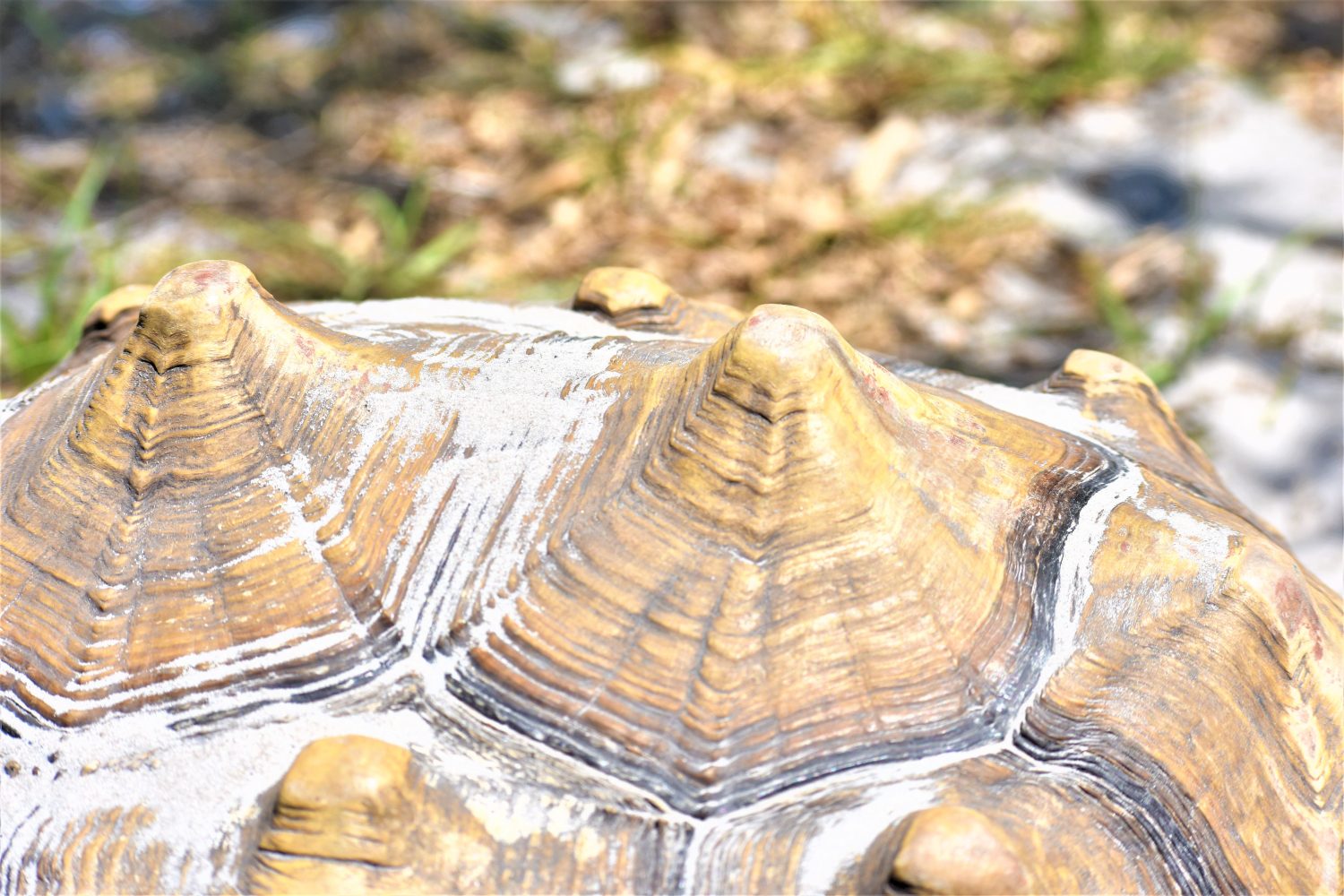 Sulcata Tortoise Guide