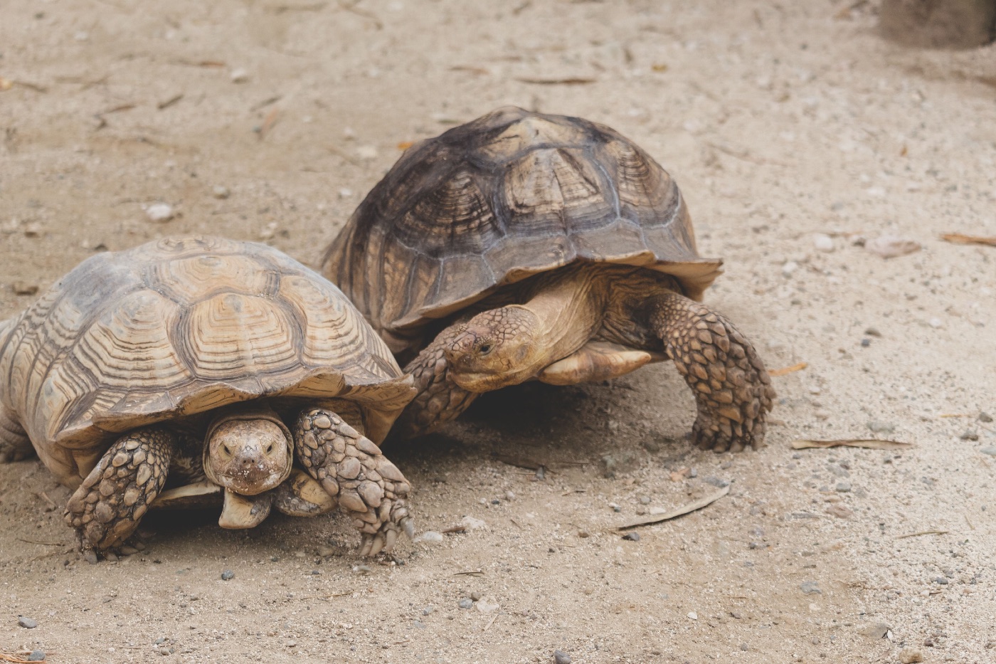Sulcata Tortoise Guide