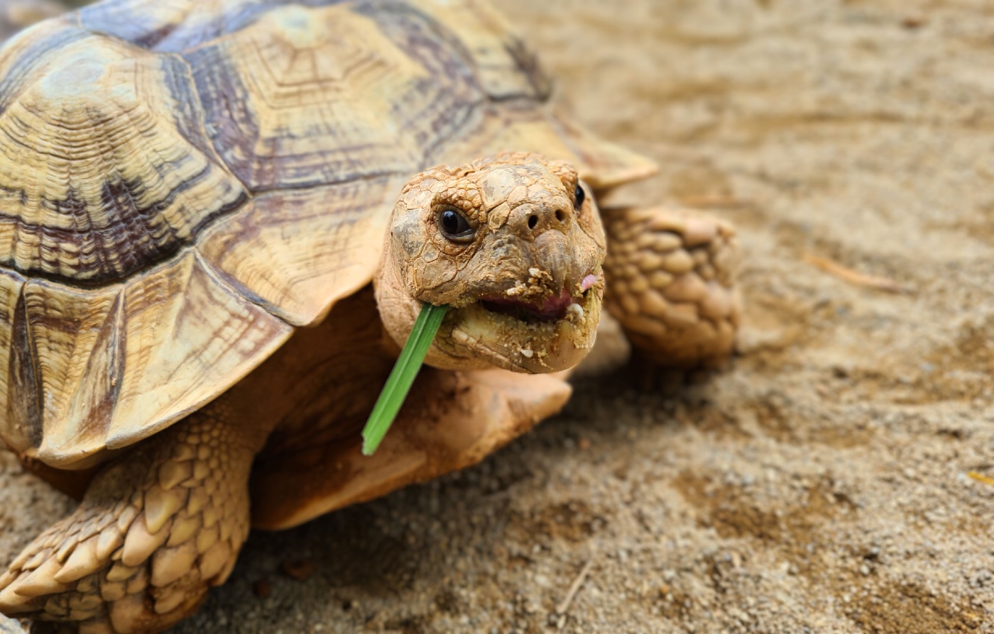 Sulcata Tortoise Guide