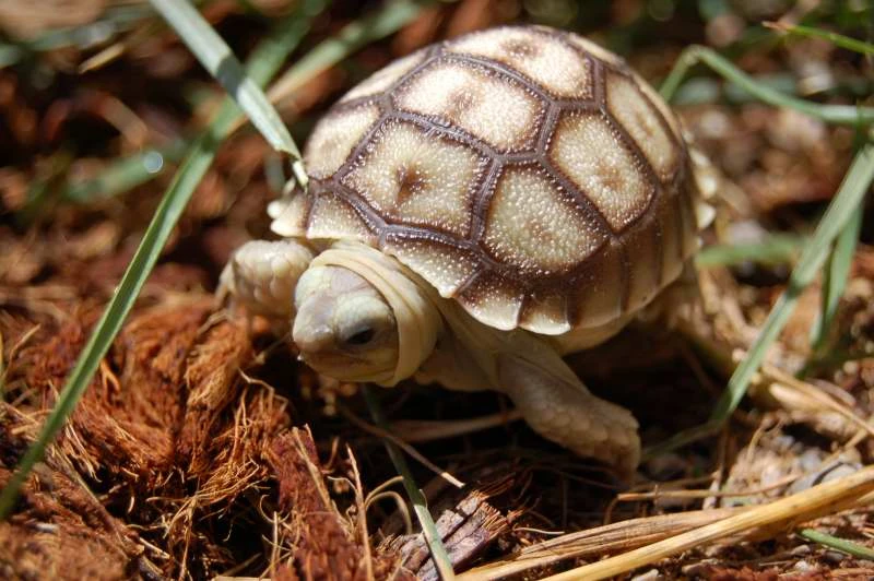 Sulcata Tortoise Guide
