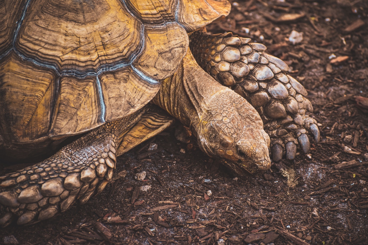 Sulcata Tortoise Guide