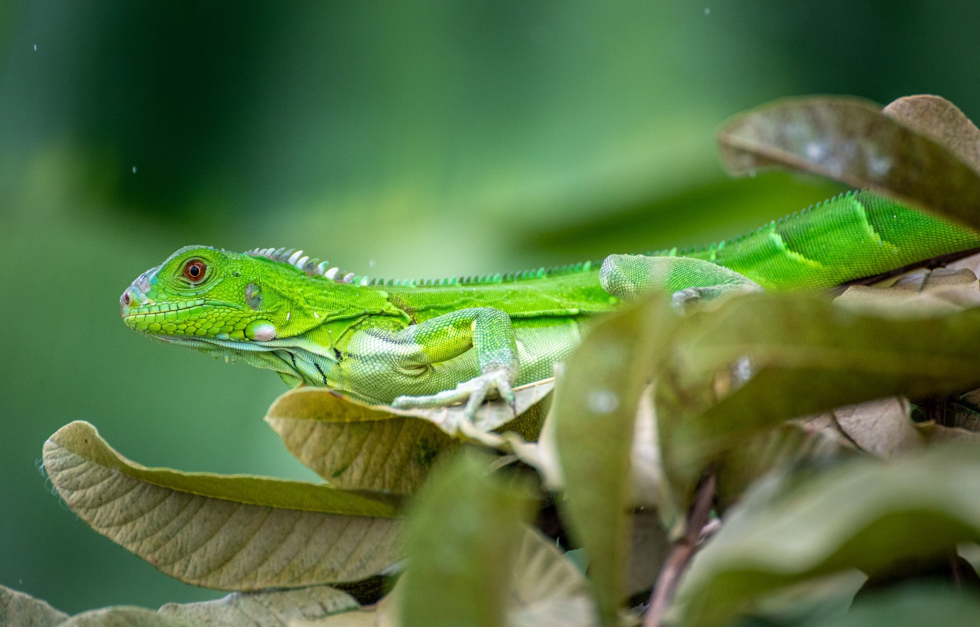 Green Iguana Care Guide