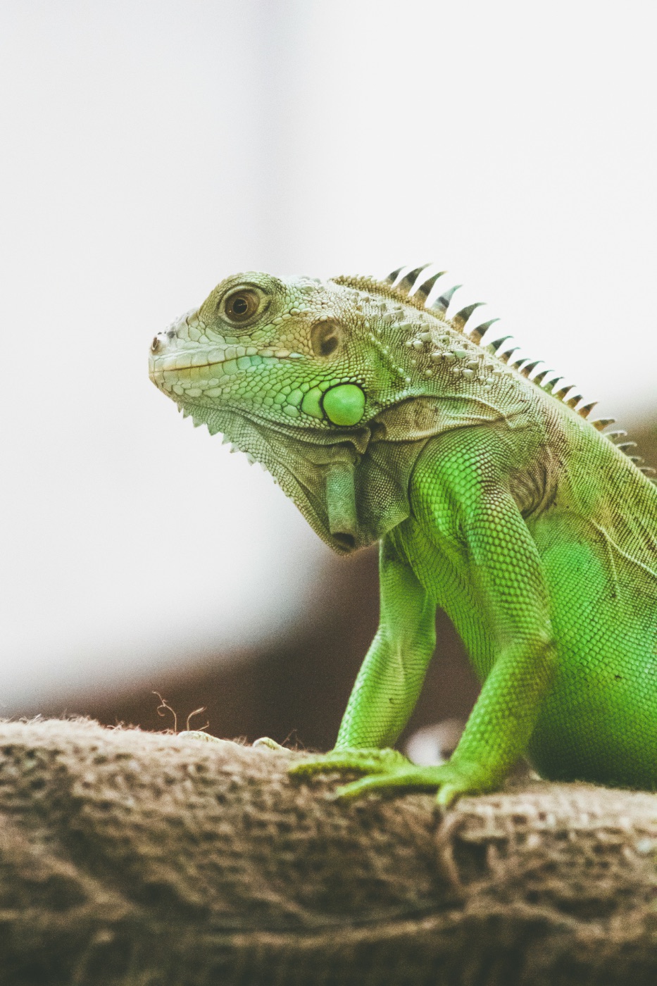 Green Iguana Care Guide