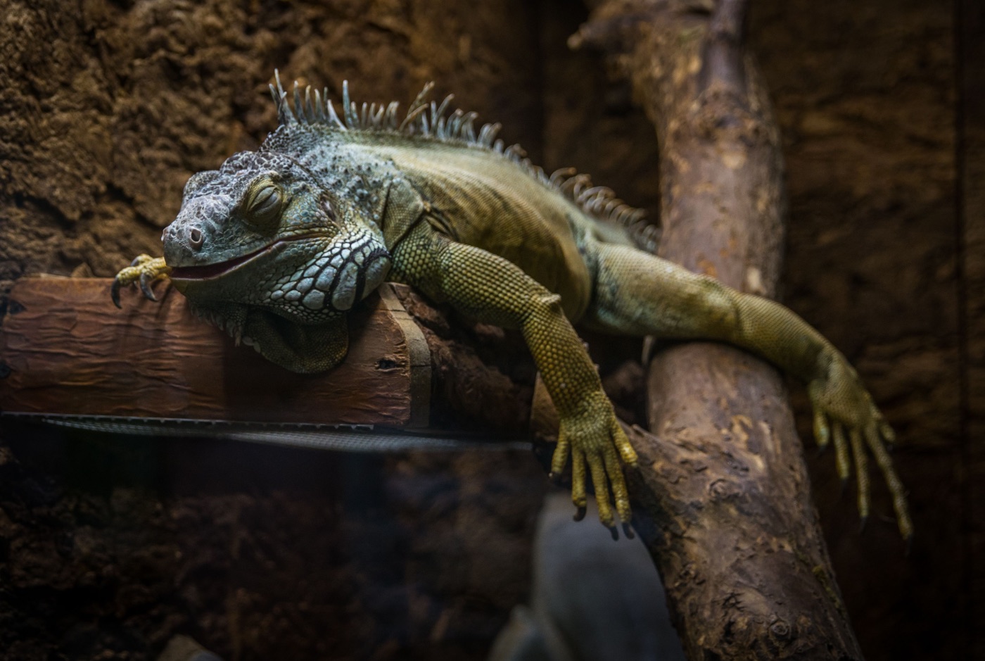 Green Iguana Care Guide
