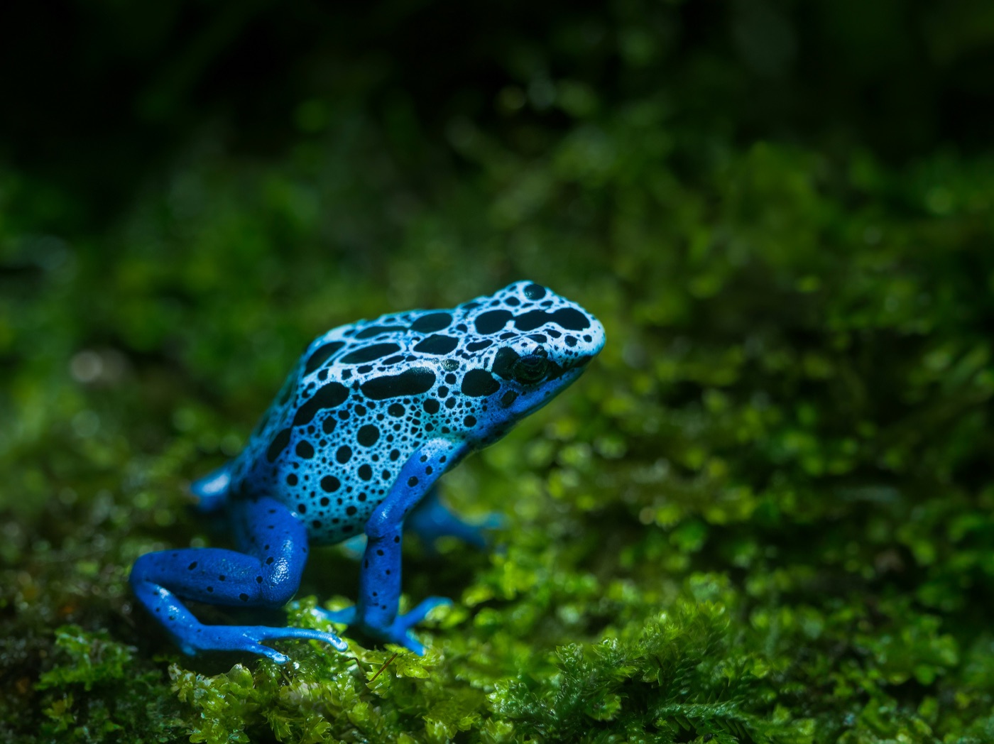 Dart Frog Care Guide