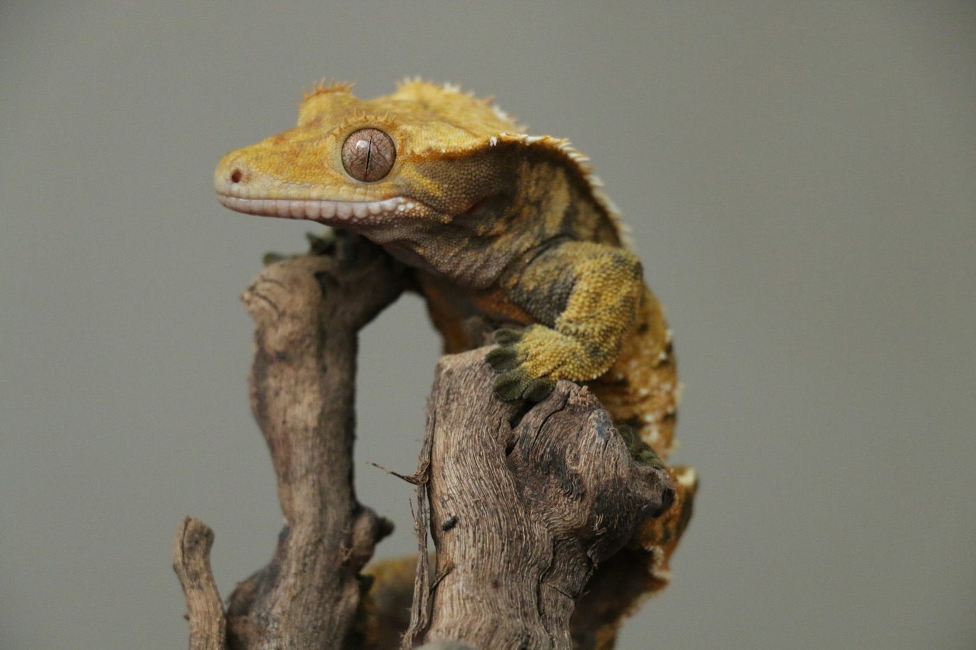 Crested Gecko Care Guide