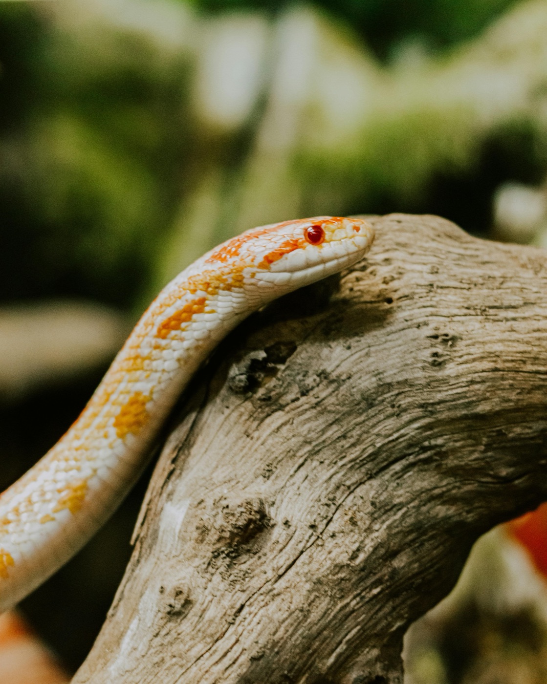 Corn Snake Care Guide