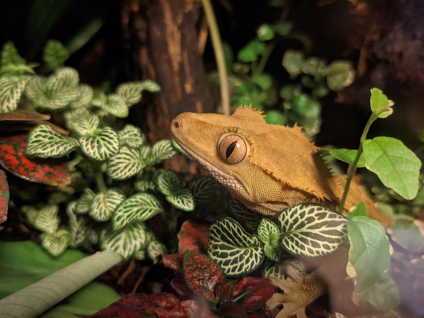 Crested Gecko Care Guide