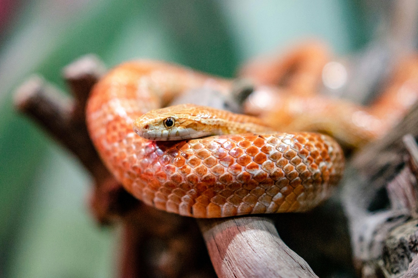 Corn Snake Care Guide