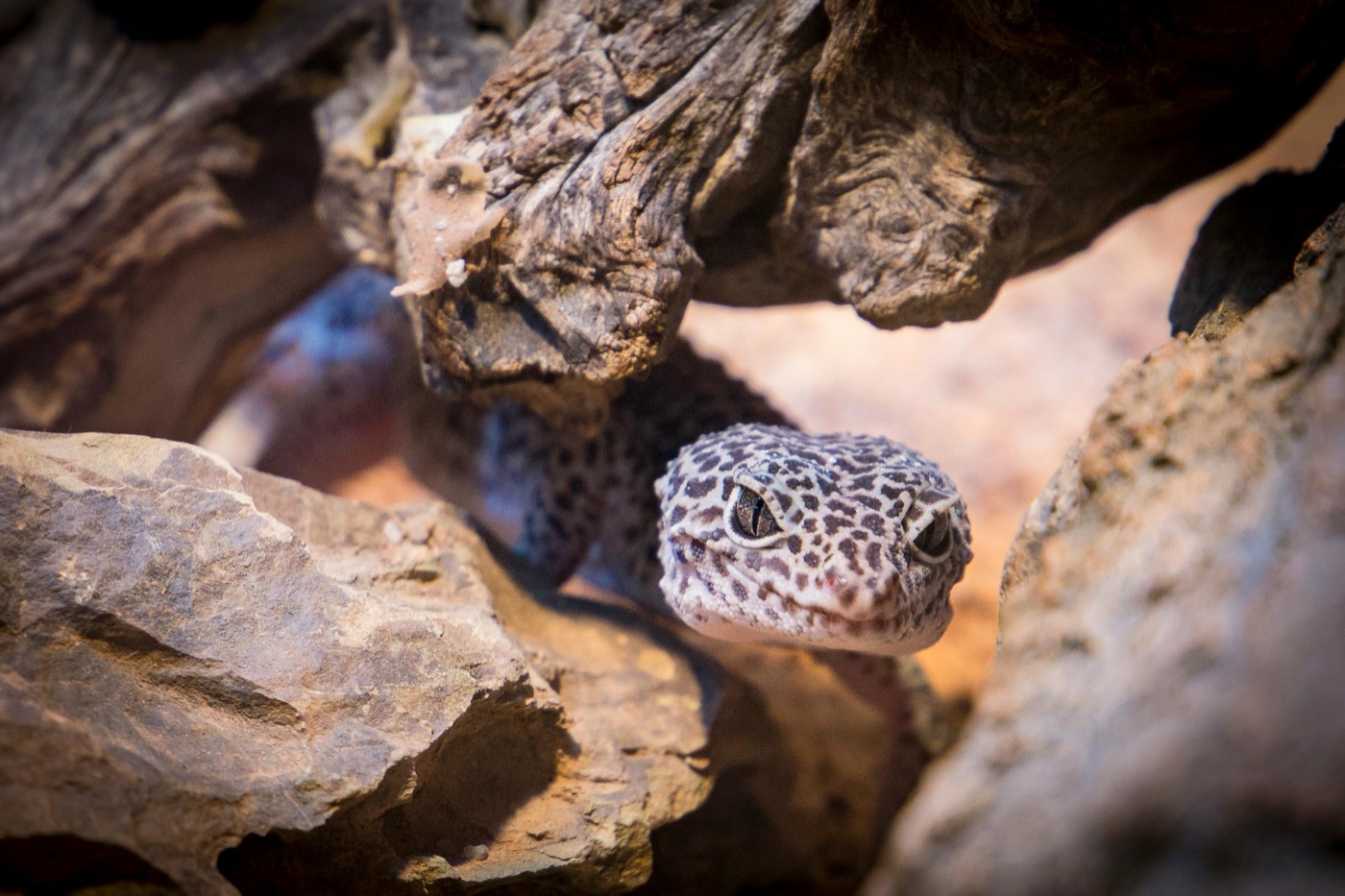 Leopard Gecko Care Guide