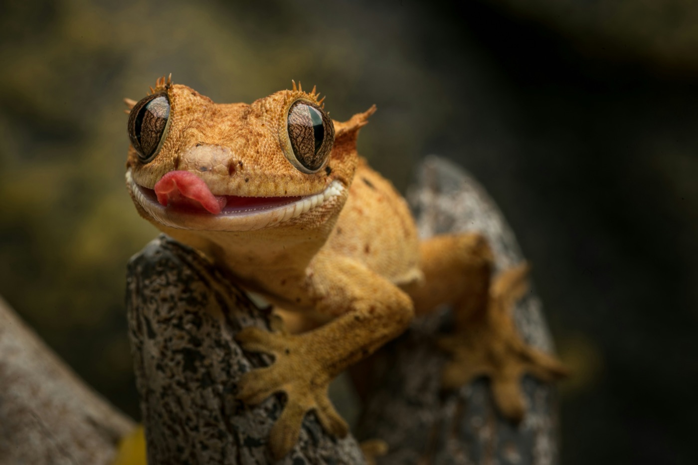 Crested Gecko Care Guide