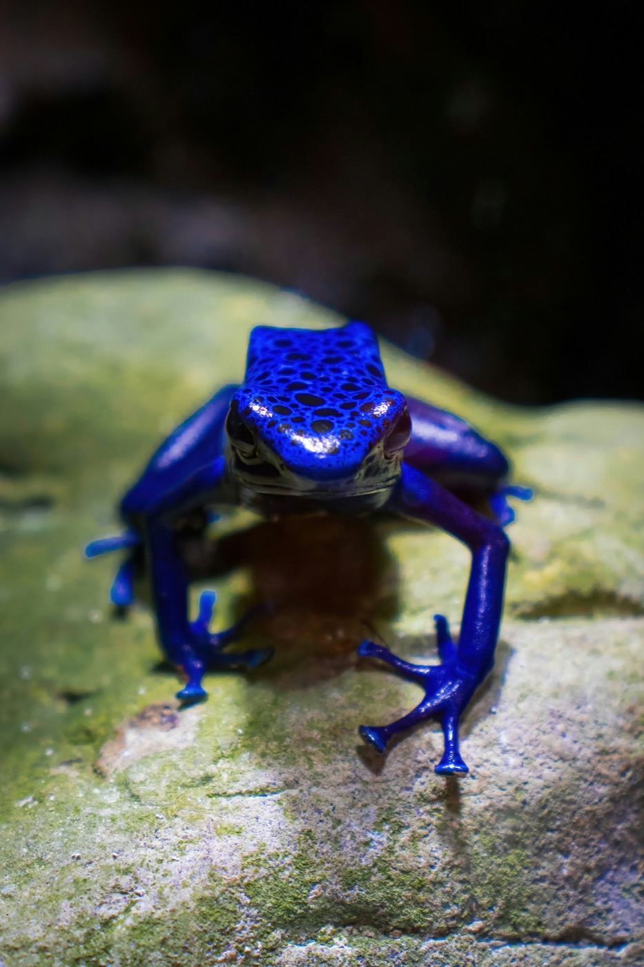 Dart Frog Care Guide
