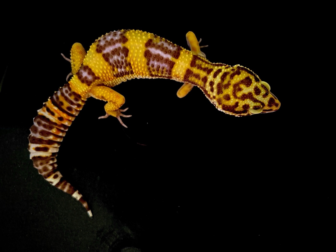 Leopard Gecko Care Guide