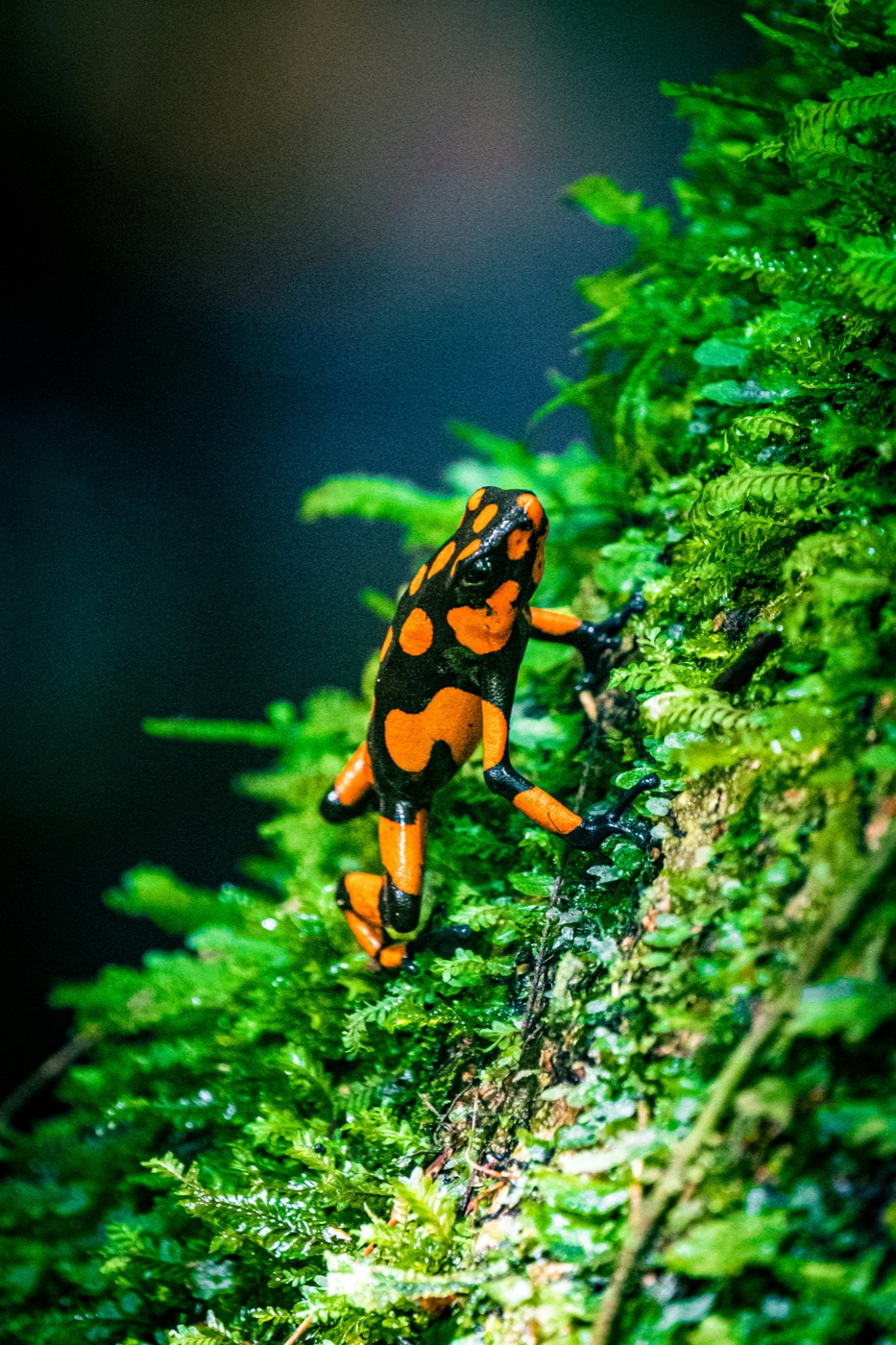 Dart Frog Care Guide