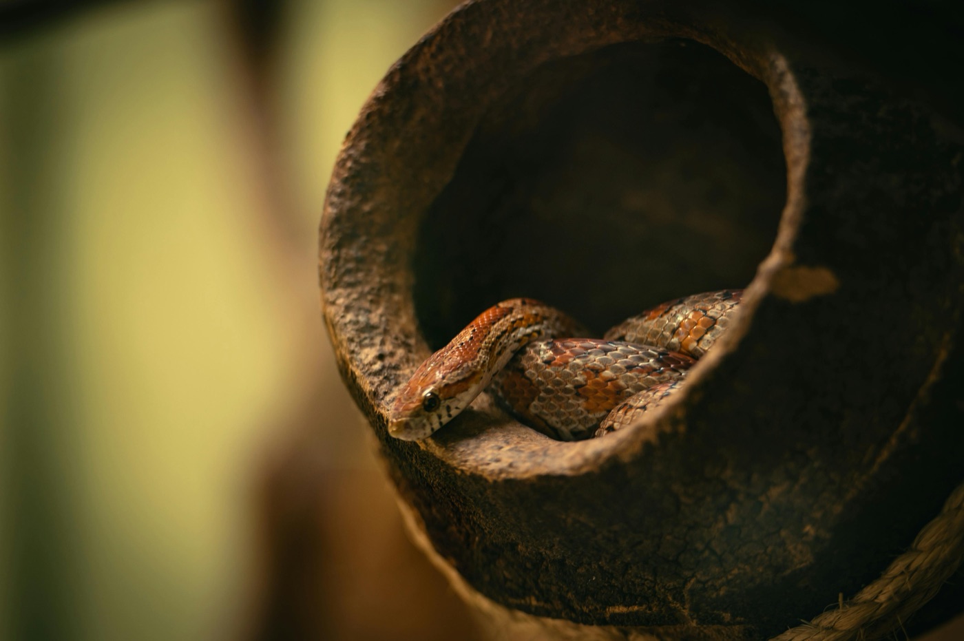 Corn Snake Care Guide