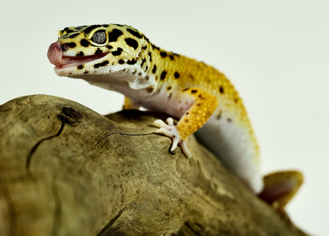 Leopard Gecko Care Guide