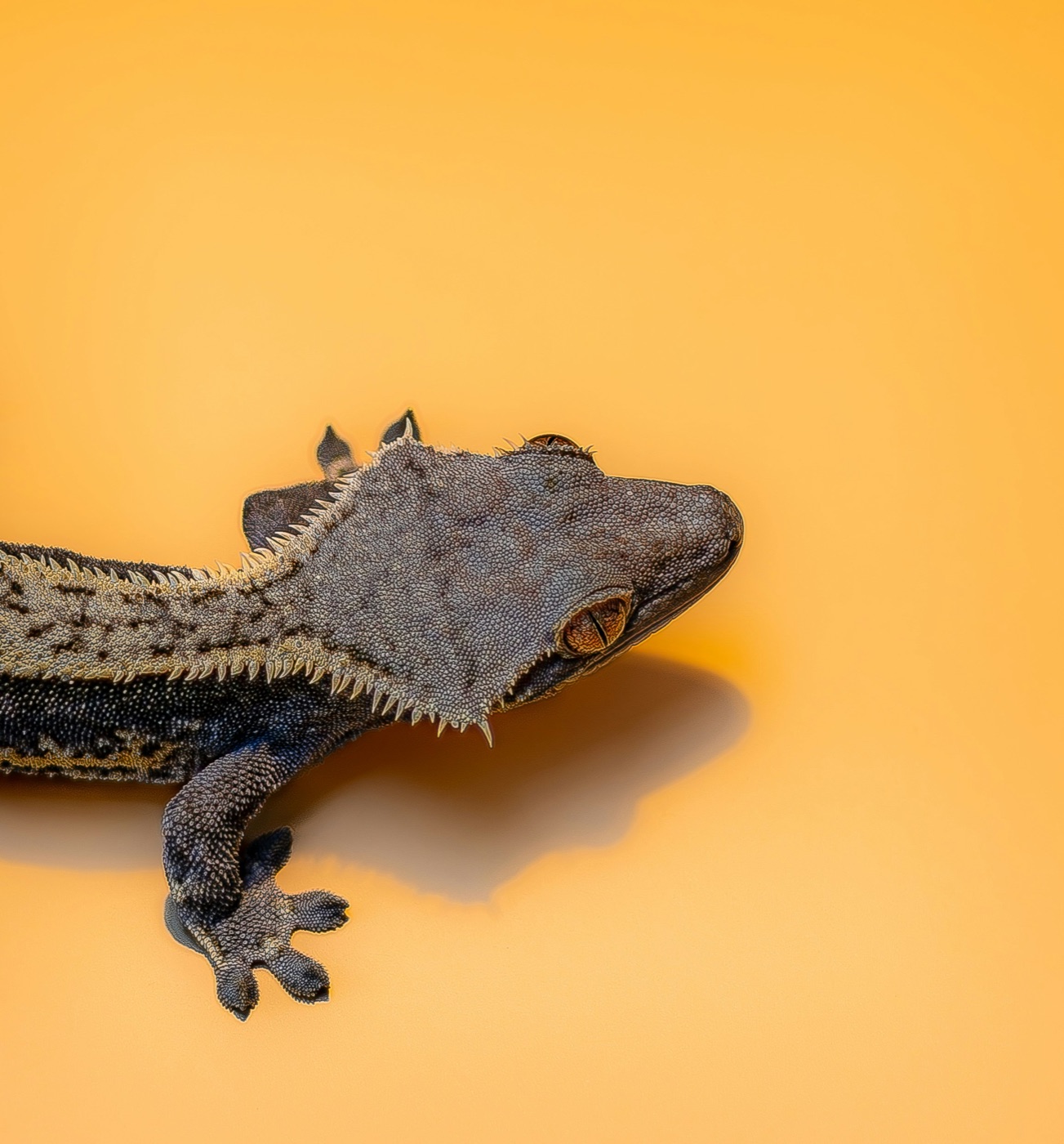 Crested Gecko Care Guide
