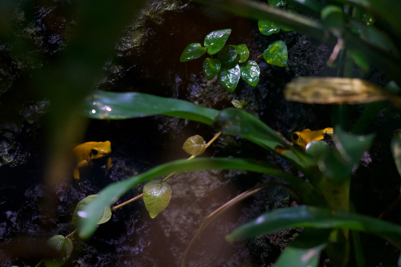 Dart Frog Care Guide
