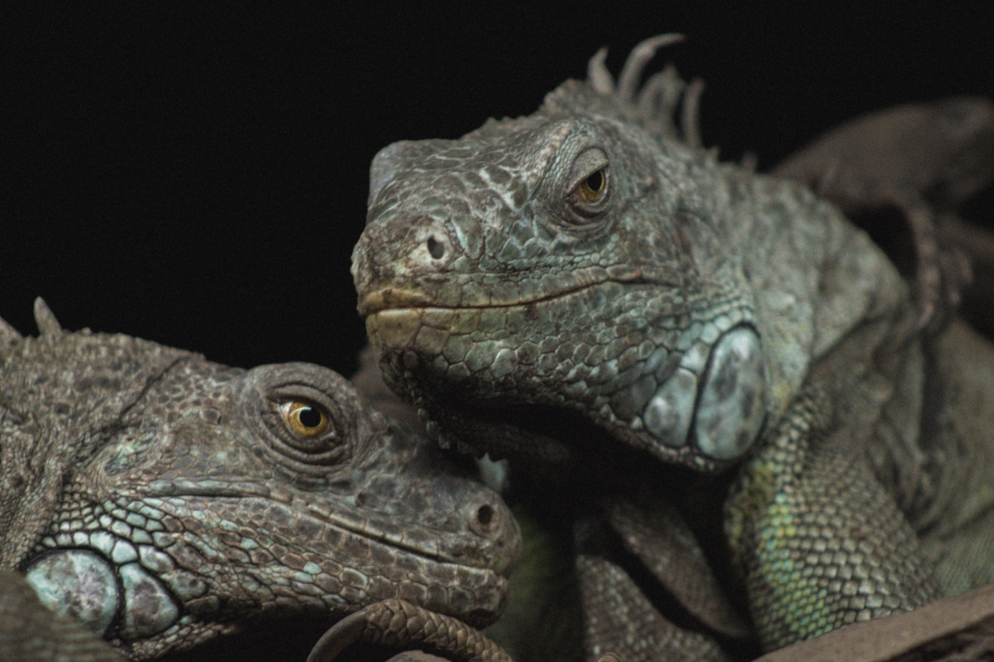 Green Iguana Care Guide