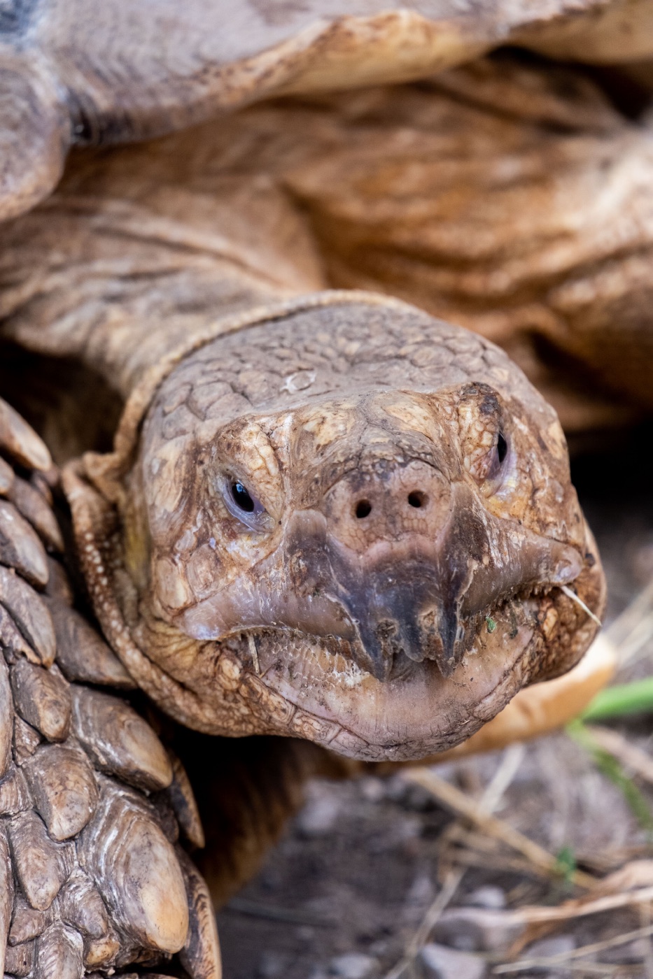 Sulcata Tortoise Guide